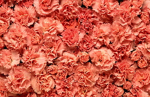 pink Carnation flowers HD wallpaper