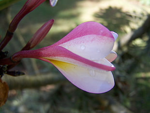 white and pink flower, flowers, nature, Plumeria