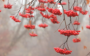 round red fruits