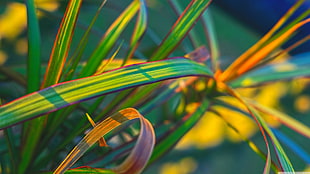 macro shot photography of plant, plants, macro