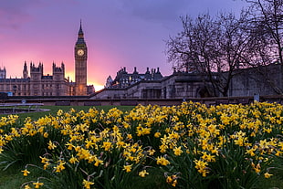 yellow flower garden in front of The Big Ben during sunset HD wallpaper