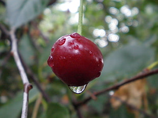 red Cherry with water drop below photo