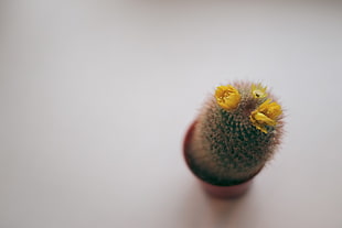 shallow focus photography of green cactus plant