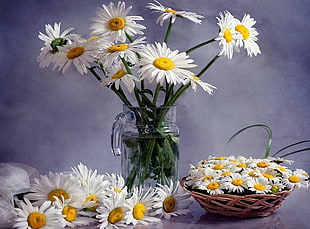 white Daisies with clear glass vase HD wallpaper