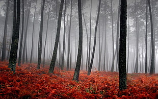 gray forest, landscape, nature, forest, mist HD wallpaper