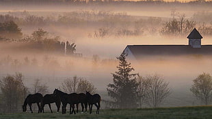 five brown horses, horse