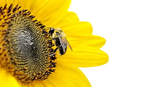 tilt lens photo of black Carpenter bee on yellow sunflower HD wallpaper
