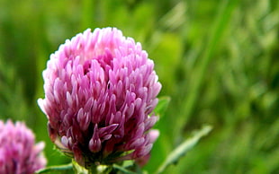 pink multi-petaled flower in closeup photography