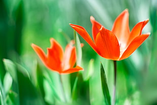 tilt lens photography of pink Tulips