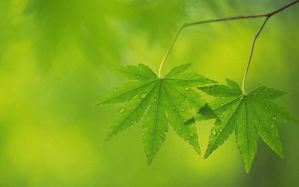 close-up photography of green leaf HD wallpaper