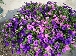 shallow focus of purple flowers HD wallpaper