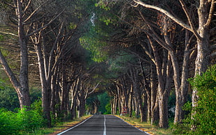 highway in between trees during daytime photo HD wallpaper