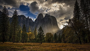 mountains surrounded with trees, nature, landscape, mountains, Yosemite National Park HD wallpaper