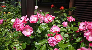 pink flowers