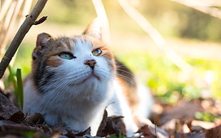 close-up photo of short-fur white and brown cat at daytime HD wallpaper