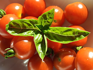 red tomatoes with green leaves HD wallpaper