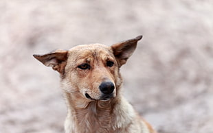 shallow focus of tan dog