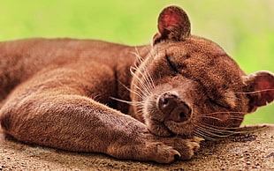 brown animal sleeping on ground HD wallpaper