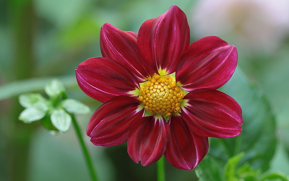 selective photo of red petaled flower HD wallpaper