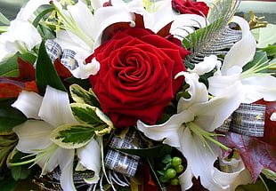 red and white flowers HD wallpaper