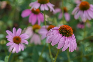 pink and red flower photography HD wallpaper