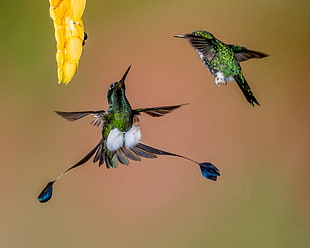 two green-and-black Hummingbirds in closeup photography HD wallpaper