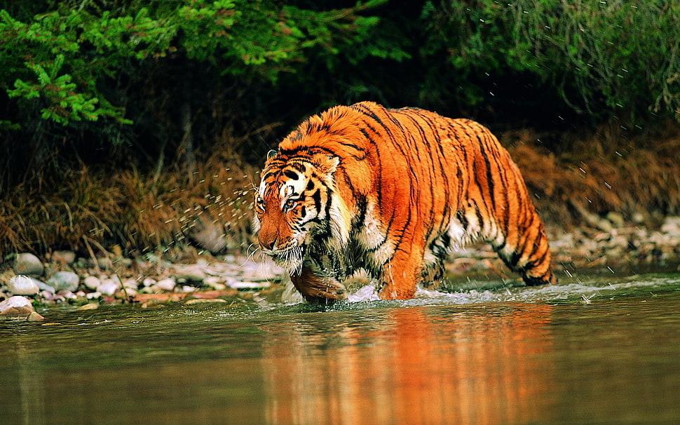 tiger on water HD wallpaper