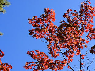red maple tree HD wallpaper