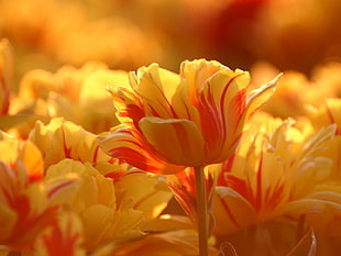 yellow-and-red Tulip field HD wallpaper