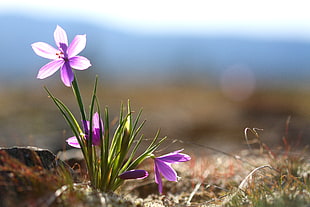 purple petal flower closeup photography HD wallpaper