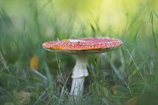 red and white mushroom in focus lens photography HD wallpaper