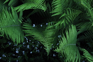 green fern plants