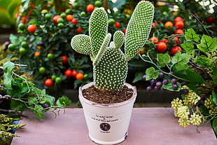 cactus and white pot HD wallpaper