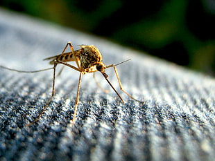 brown and black mosquito on gray textile HD wallpaper