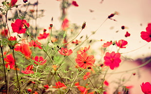 red flower field HD wallpaper