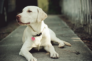 white short-coated dog wearing black leash HD wallpaper