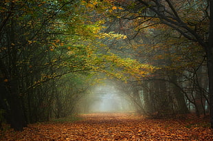 brown and green tree painting, nature, landscape, fall, forest