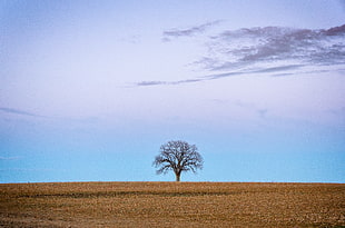 dead tree landscape photograph, lone tree HD wallpaper