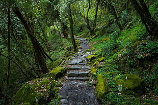 green trees, jungle, nature, trees, forest