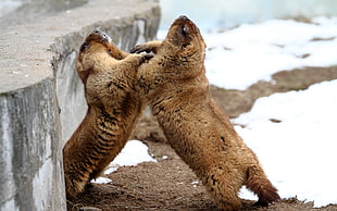 two rodent on ice berg