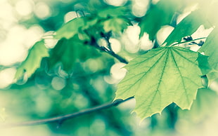 macro photography of green leafed plant