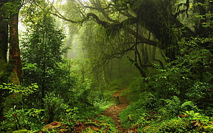 green forest, forest, trees, moss, sunlight