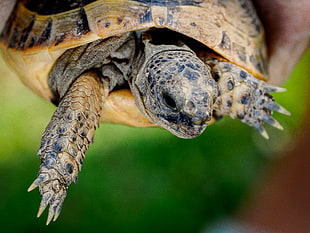 brown and black turtle