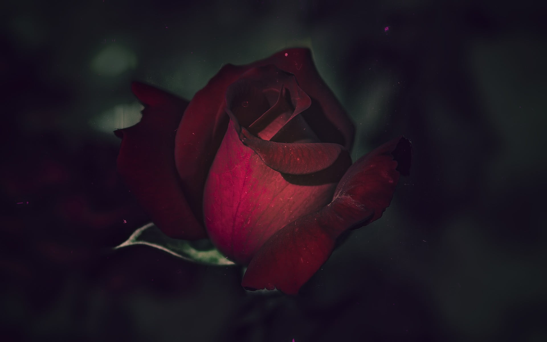 red rose, flowers, rose