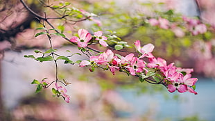 pink tree blossoms, blossom, flowers, pink flowers, depth of field HD wallpaper