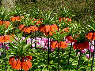 green and orange flower plant HD wallpaper