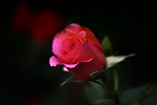 closeup photography of red rose HD wallpaper
