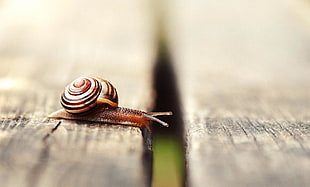 brown and black snail on brown wooden parquet floor HD wallpaper