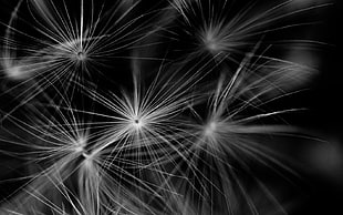 grayscale photography of dandelion