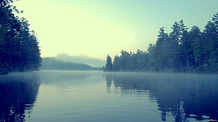 landscape photography of green trees and lake